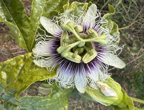 2026-01-11 Bolaven Plateau