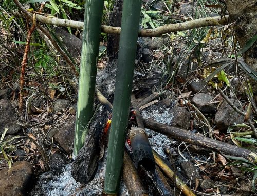 2026-01-29 Virachey National Park