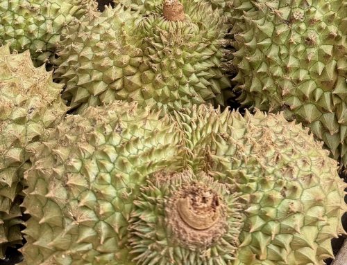 2026-03-04 Kampong Cham – Siem Reap